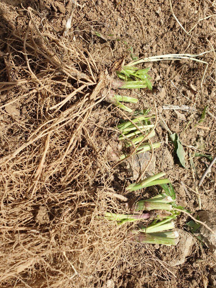 홍천산채농원님의 장터 판매 상품 [겹삼잎국화(키다리꽃,꽃나물)] 첨부 사진