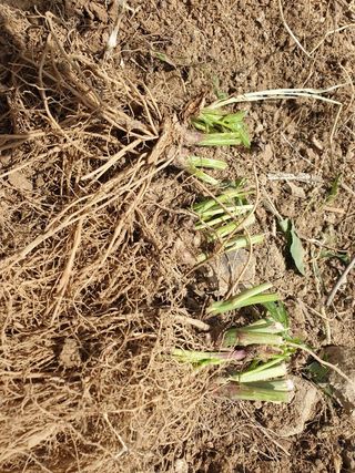 홍천산채농원님의 작성글 사진