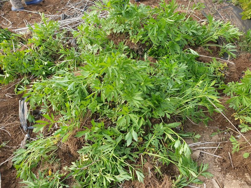 홍천산채농원님의 장터 판매 상품 [겹삼잎국화(키다리꽃,꽃나물)] 첨부 사진