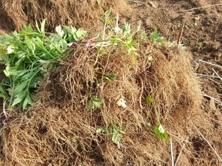 홍천산채농원님의 작성글 사진