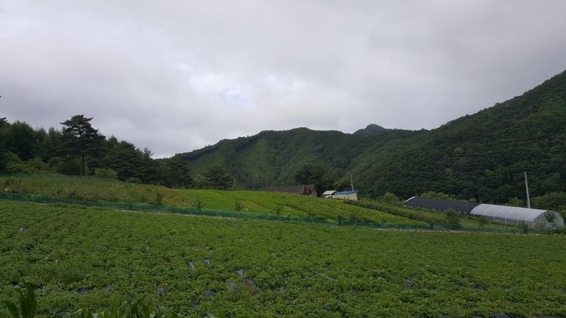 홍천산채농원님의 장터 판매 상품 [겹삼잎국화(키다리꽃,꽃나물)] 첨부 사진