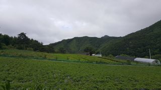 홍천산채농원님의 작성글 사진