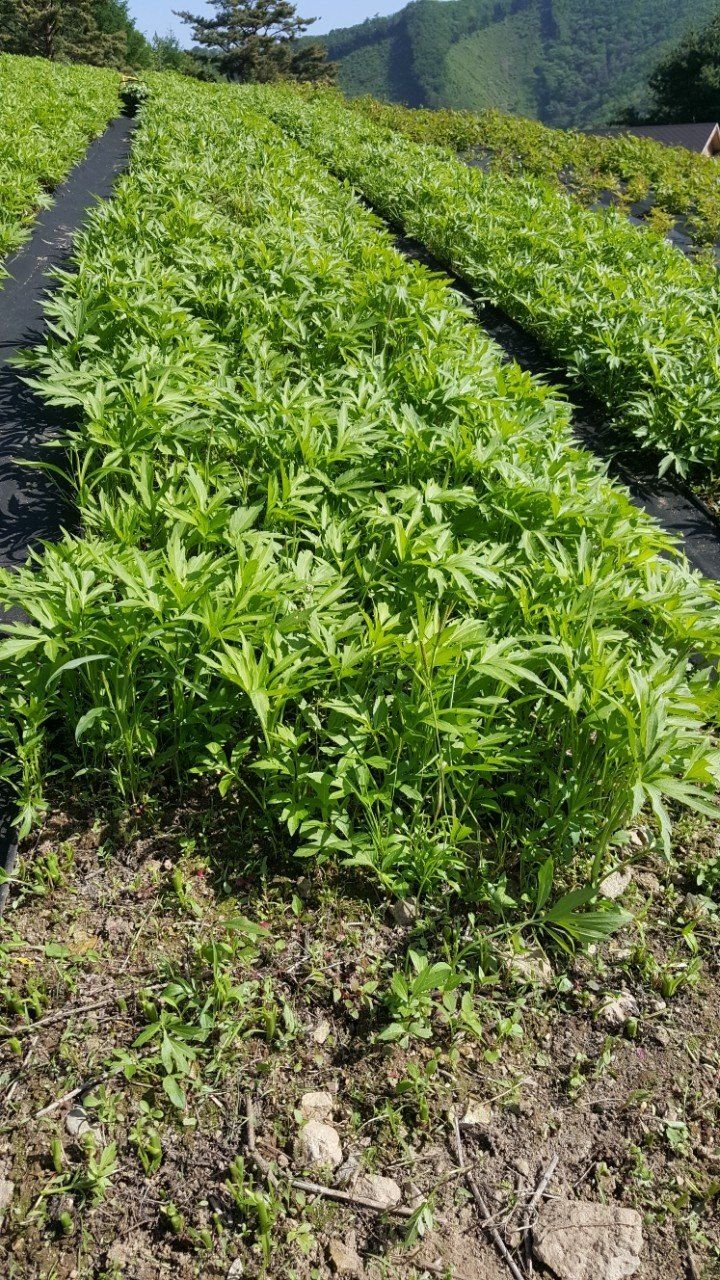 홍천산채농원님의 장터 판매 상품 [겹삼잎국화(키다리꽃,꽃나물)] 첨부 사진