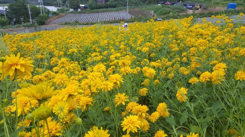 홍천산채농원님의 장터 판매 상품 [겹삼잎국화(키다리꽃,꽃나물)] 첨부 사진