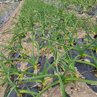 knlee님의 3월 내 작물 자랑하기 · 참여글 작성글 사진