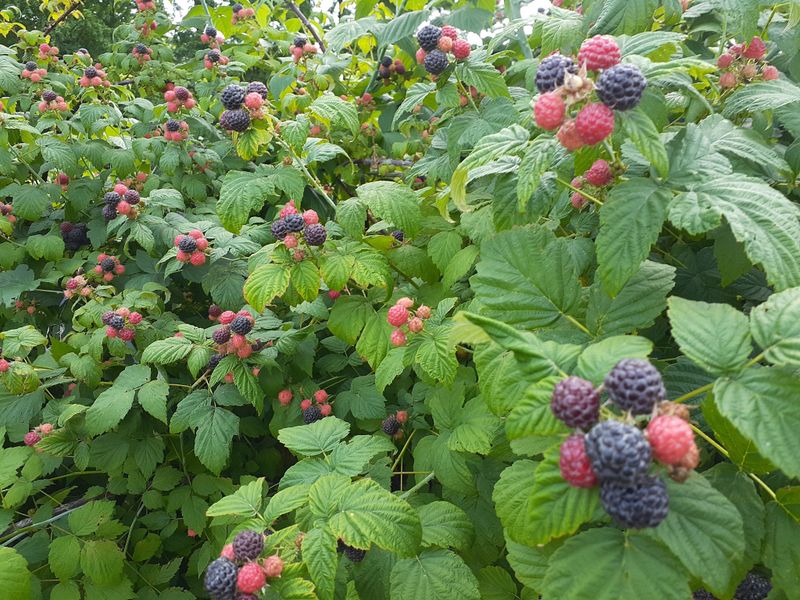 장터 상품 [(판매완료)가시복분자] 썸네일