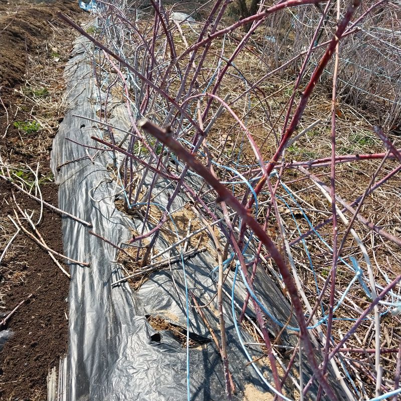 아로대추님의 장터 판매 상품 [(판매완료)가시복분자] 첨부 사진