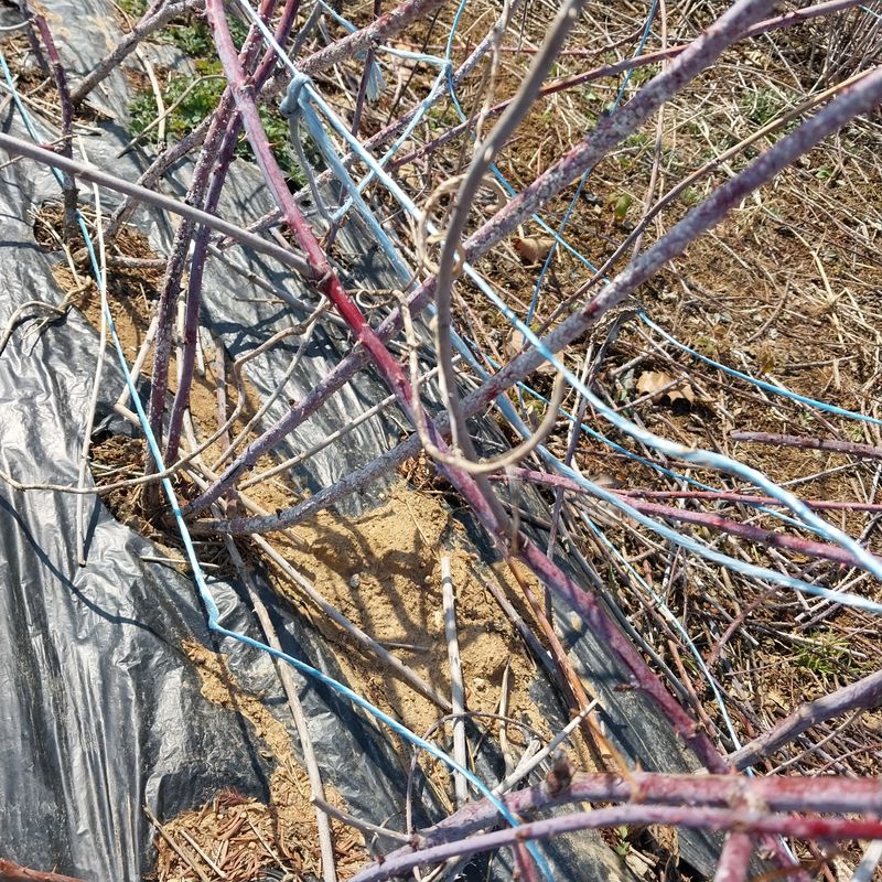 아로대추님의 장터 판매 상품 [(판매완료)가시복분자] 첨부 사진