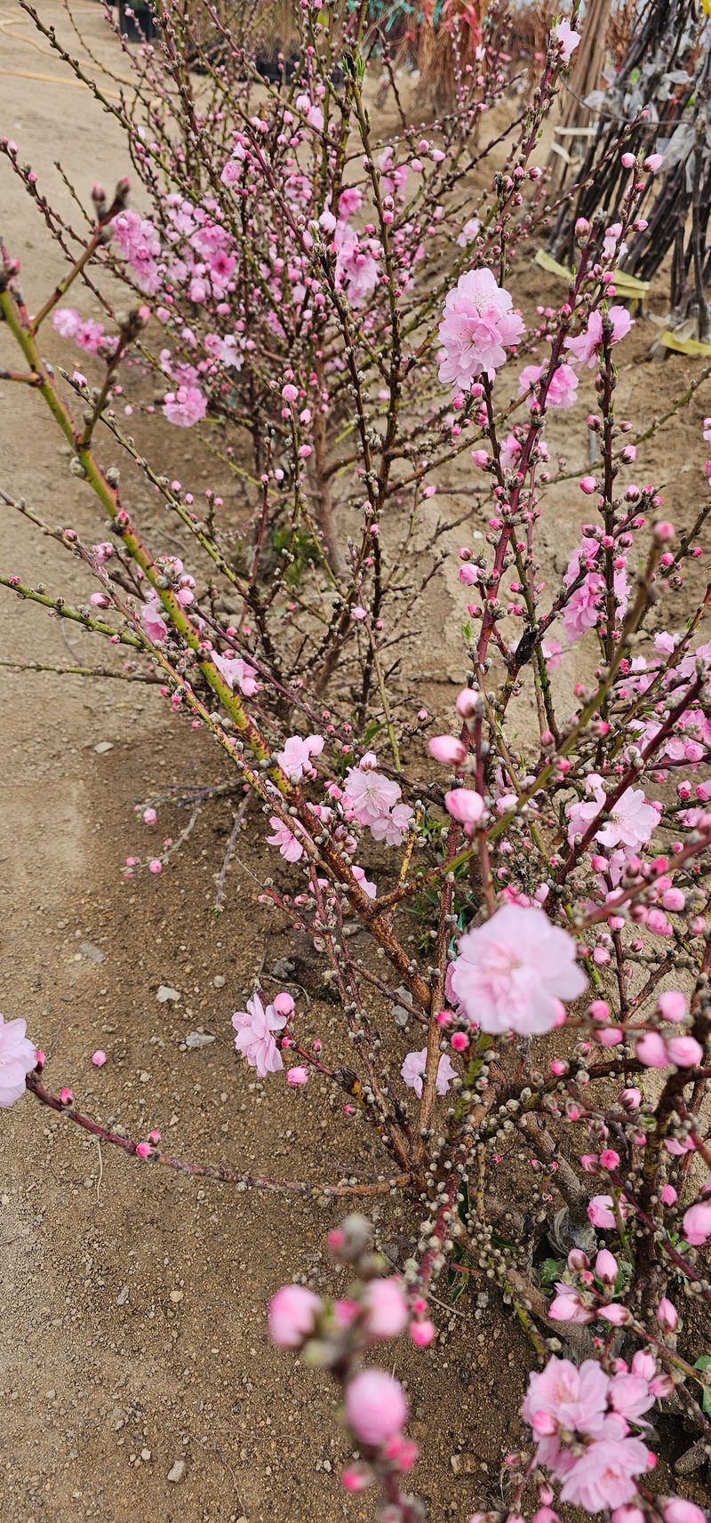 뿌리묘목농원님의 장터 판매 상품 [복숭아 꽃나무 남경도] 첨부 사진