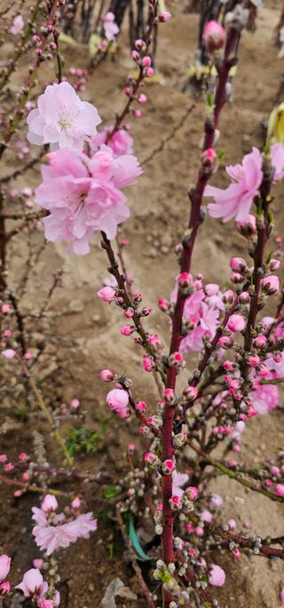 뿌리묘목농원님의 작성글 사진