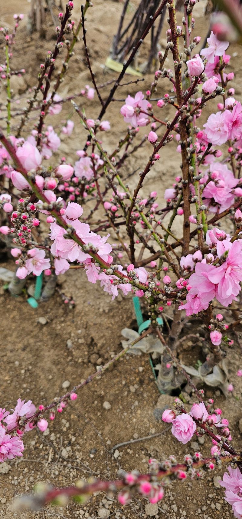 장터 상품 [복숭아 꽃나무 남경도] 썸네일