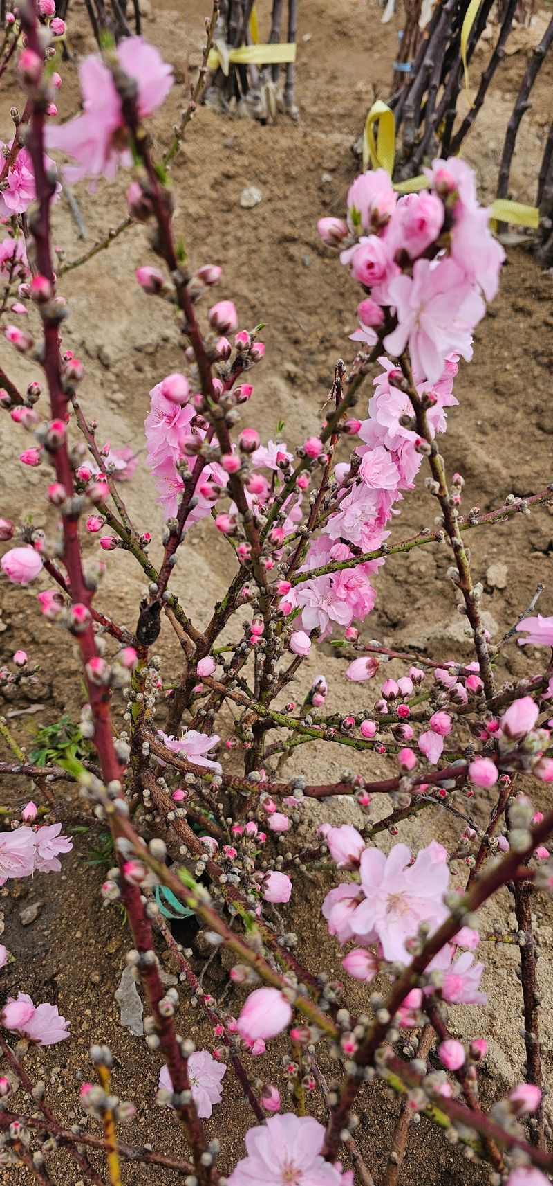 뿌리묘목농원님의 장터 판매 상품 [복숭아 꽃나무 남경도] 첨부 사진
