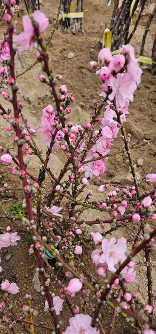뿌리묘목농원님의 작성글 사진