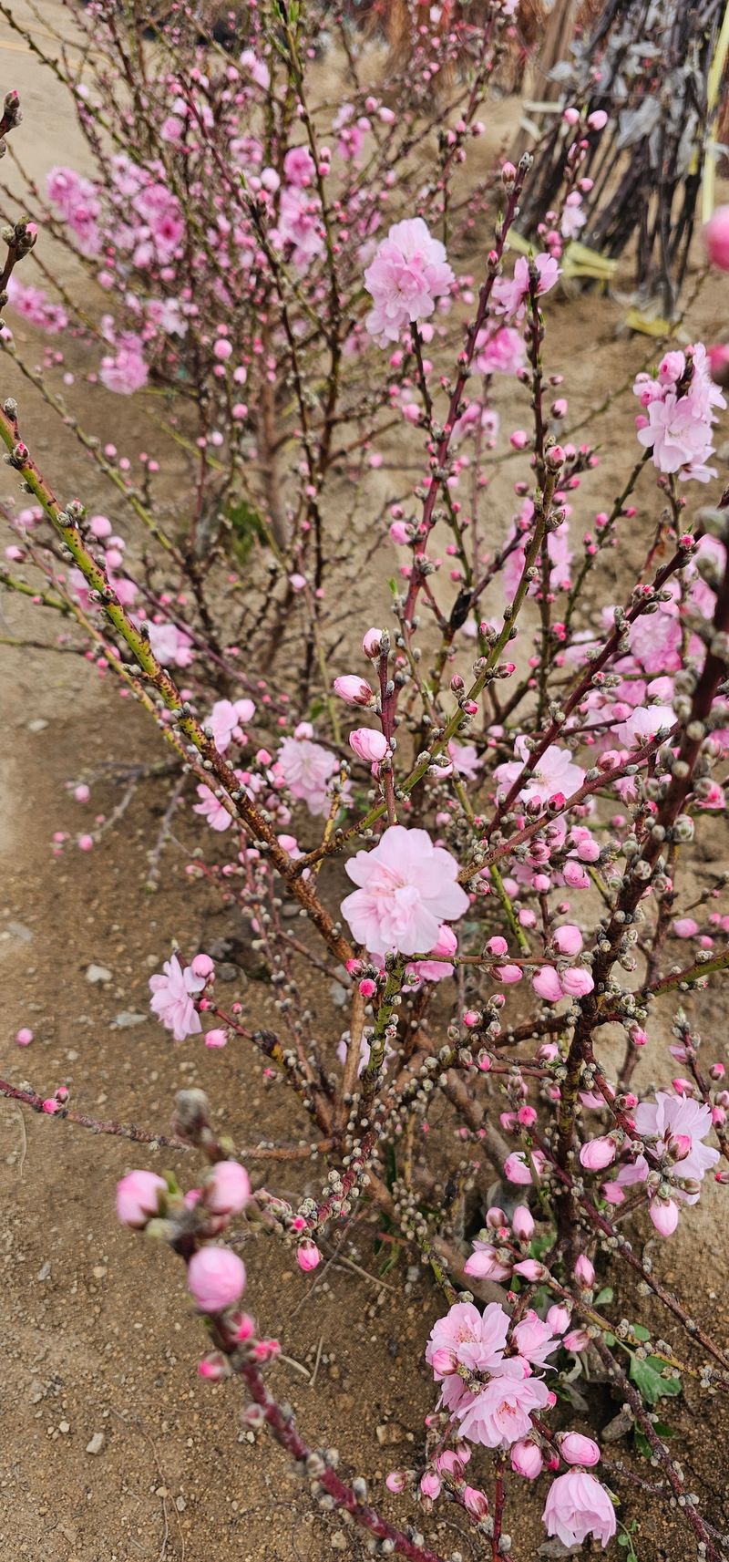 뿌리묘목농원님의 장터 판매 상품 [복숭아 꽃나무 남경도] 첨부 사진