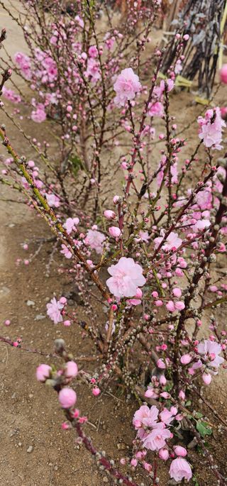 뿌리묘목농원님의 작성글 사진