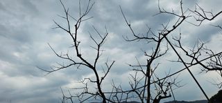 윤태식님의 감 · 영농일지 작성글 사진