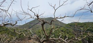 윤태식님의 감 · 영농일지 작성글 사진