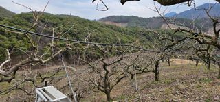 윤태식님의 감 · 영농일지 작성글 사진