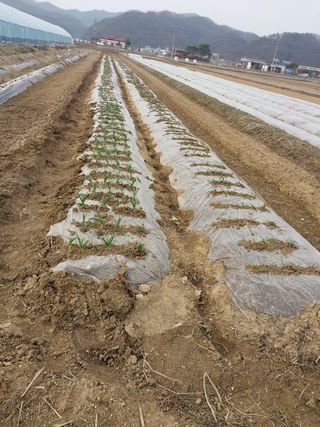 구영일님의 마늘 · 영농일지 작성글 사진