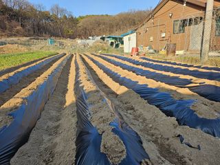 최경림님의 감자 · 영농일지 작성글 사진
