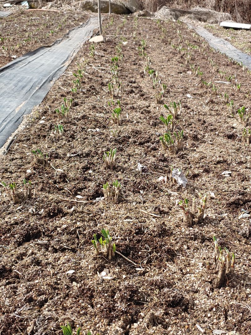 윤정숙님의 장터 판매 상품 [명이모종(품절)] 첨부 사진