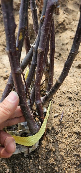 뿌리묘목농원님의 작성글 사진