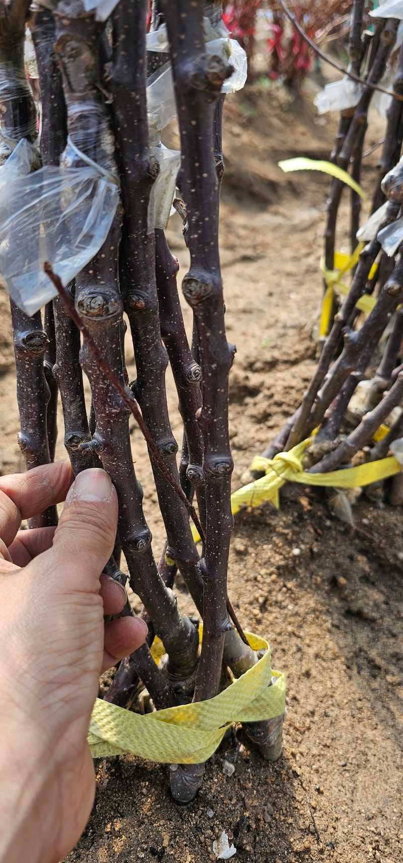 뿌리묘목농원님의 장터 판매 상품 [ 시나노 골드 사과나무 접목1년 이중접목] 첨부 사진