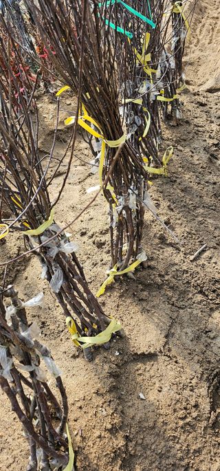 뿌리묘목농원님의 작성글 사진