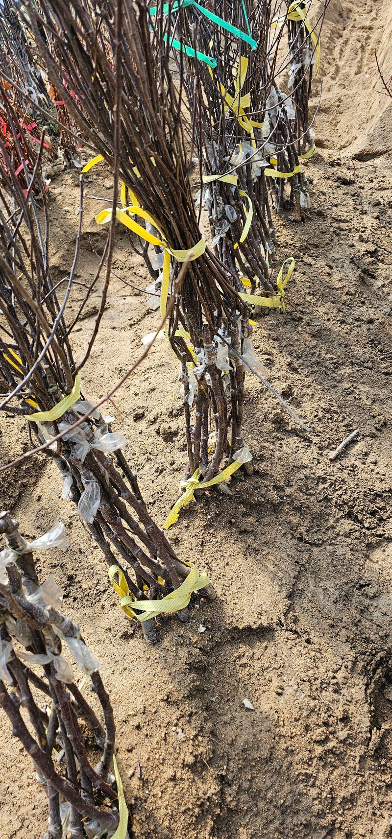 뿌리묘목농원님의 장터 판매 상품 [ 시나노 골드 사과나무 접목1년 이중접목] 첨부 사진