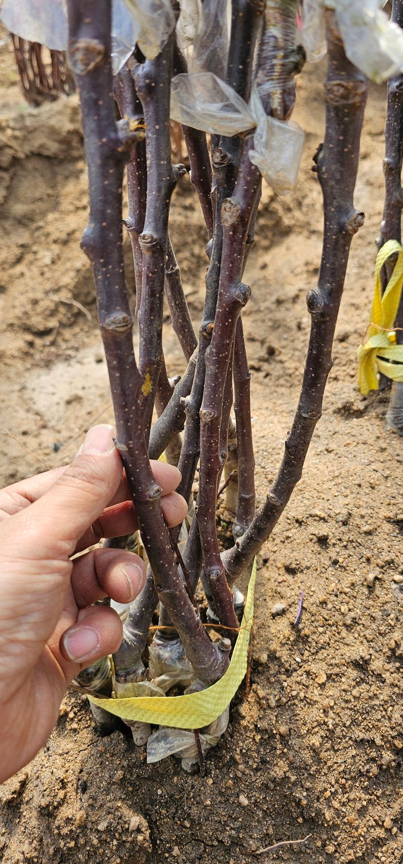 뿌리묘목농원님의 장터 판매 상품 [ 시나노 골드 사과나무 접목1년 이중접목] 첨부 사진