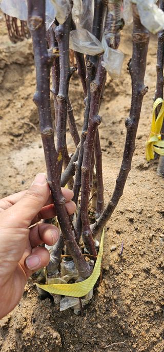 뿌리묘목농원님의 작성글 사진