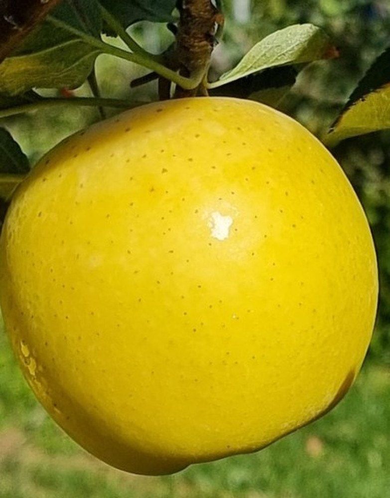 장터 상품 [ 시나노 골드 사과나무 접목1년 이중접목] 썸네일