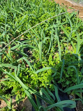 양희동님의 3월 내 작물 자랑하기 · 참여글 작성글 사진