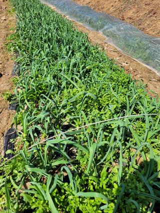 양희동님의 3월 내 작물 자랑하기 · 참여글 작성글 사진