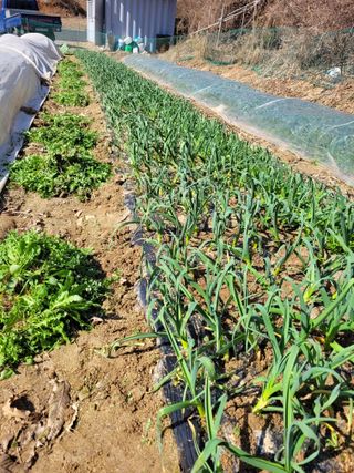 양희동님의 3월 내 작물 자랑하기 · 참여글 작성글 사진