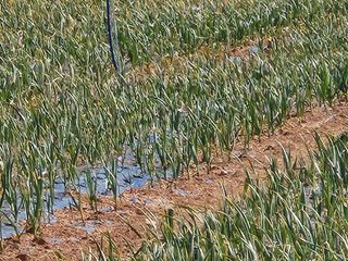 배섭님의 마늘 · 영농일지 작성글 사진