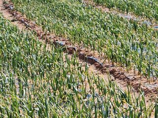 배섭님의 마늘 · 영농일지 작성글 사진