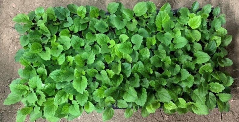 장터 상품 [부지깽이(섬쑥부쟁이)(105구)] 썸네일