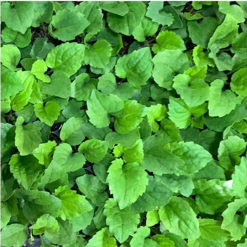 홍천산채농원님의 장터 판매 상품 [부지깽이(섬쑥부쟁이)(105구)] 첨부 사진