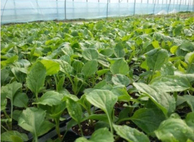 홍천산채농원님의 장터 판매 상품 [부지깽이(섬쑥부쟁이)(105구)] 첨부 사진