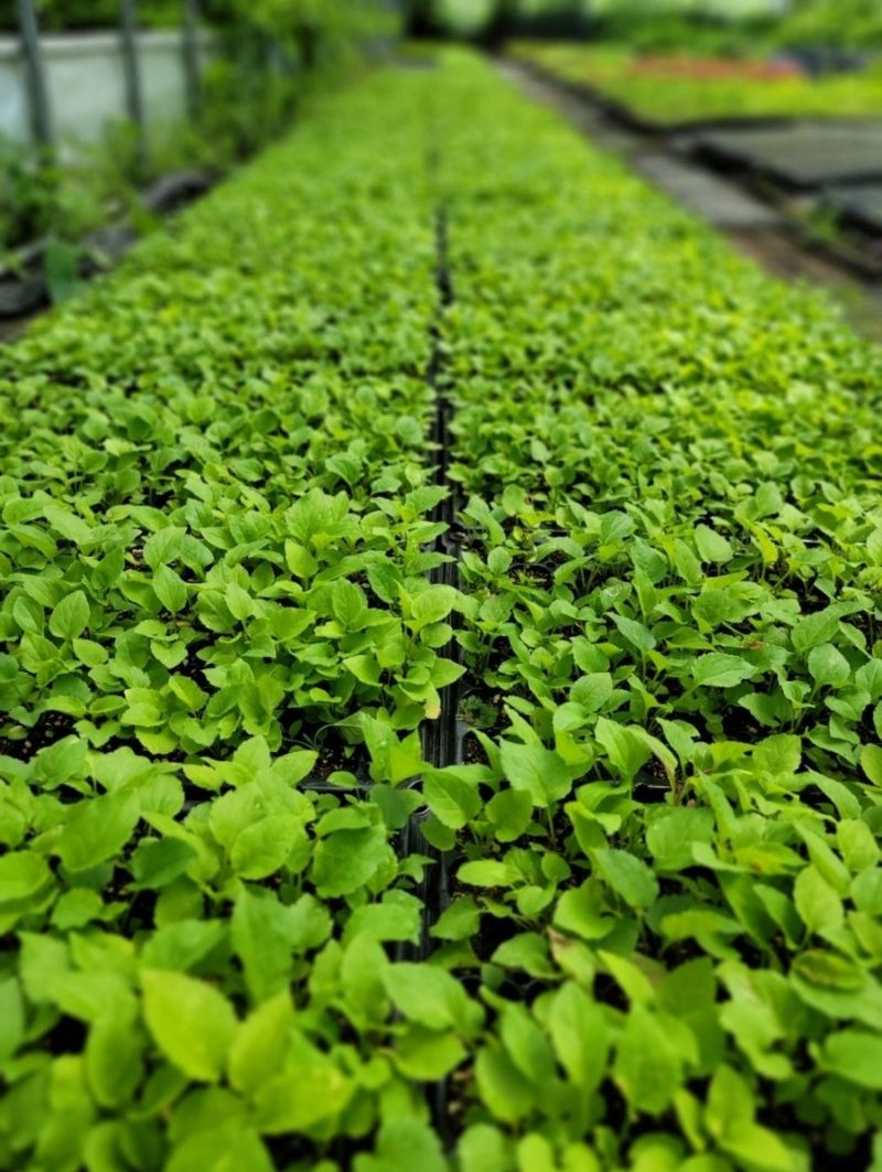 홍천산채농원님의 장터 판매 상품 [부지깽이(섬쑥부쟁이)(105구)] 첨부 사진