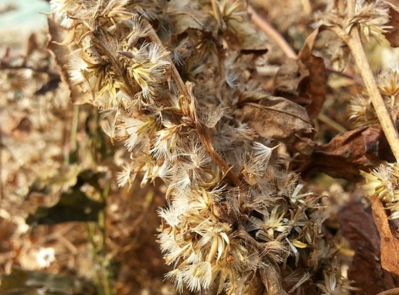 홍천산채농원님의 장터 판매 상품 [부지깽이(섬쑥부쟁이)(105구)] 첨부 사진