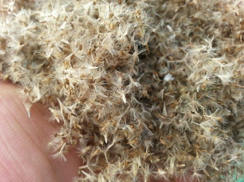 홍천산채농원님의 장터 판매 상품 [부지깽이(섬쑥부쟁이)(105구)] 첨부 사진