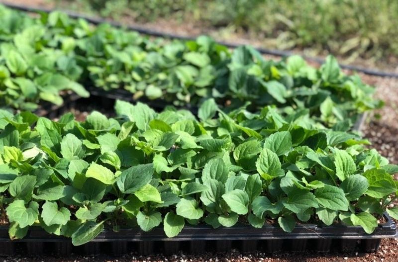 홍천산채농원님의 장터 판매 상품 [부지깽이(섬쑥부쟁이)(105구)] 첨부 사진