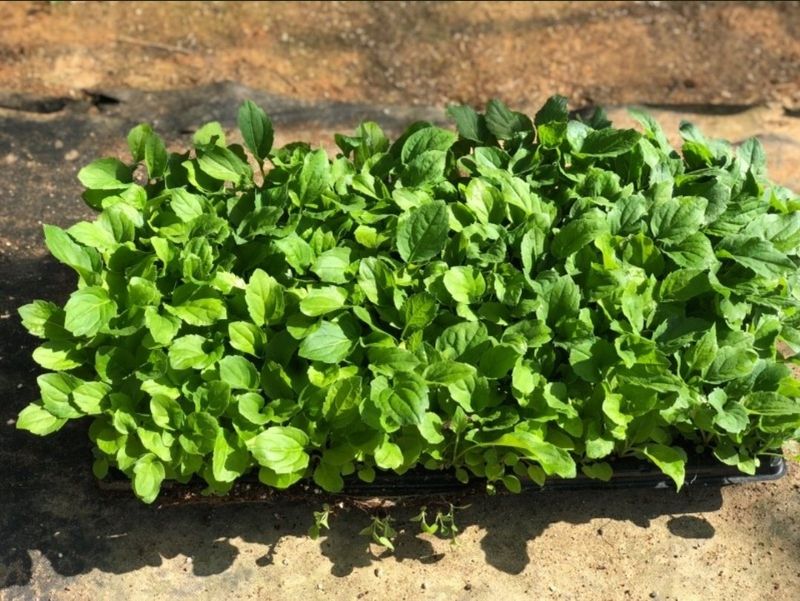 홍천산채농원님의 장터 판매 상품 [부지깽이(섬쑥부쟁이)(105구)] 첨부 사진