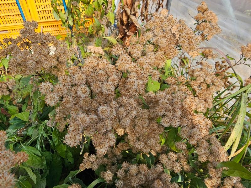 홍천산채농원님의 장터 판매 상품 [부지깽이(섬쑥부쟁이)(105구)] 첨부 사진