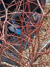 팜모닝 블루베리·영농일지 게시글 이미지