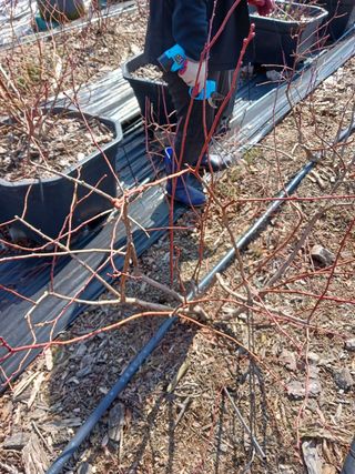 해피베리팜최순덕님의 블루베리 · 영농일지 작성글 사진