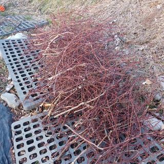 해피베리팜최순덕님의 블루베리 · 영농일지 작성글 사진