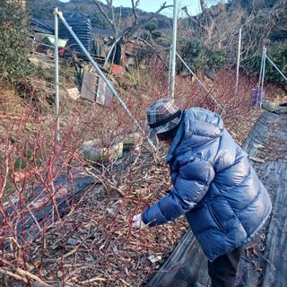 해피베리팜최순덕님의 블루베리 · 영농일지 작성글 사진